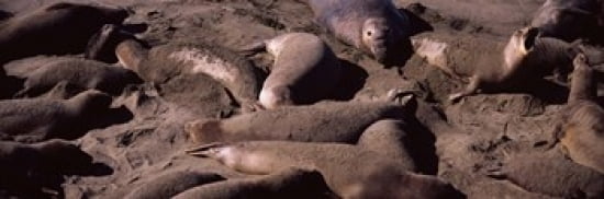 Elephant seals on the beach San Luis Obispo County California USA Canvas Art - Panoramic Images (36 x 12)