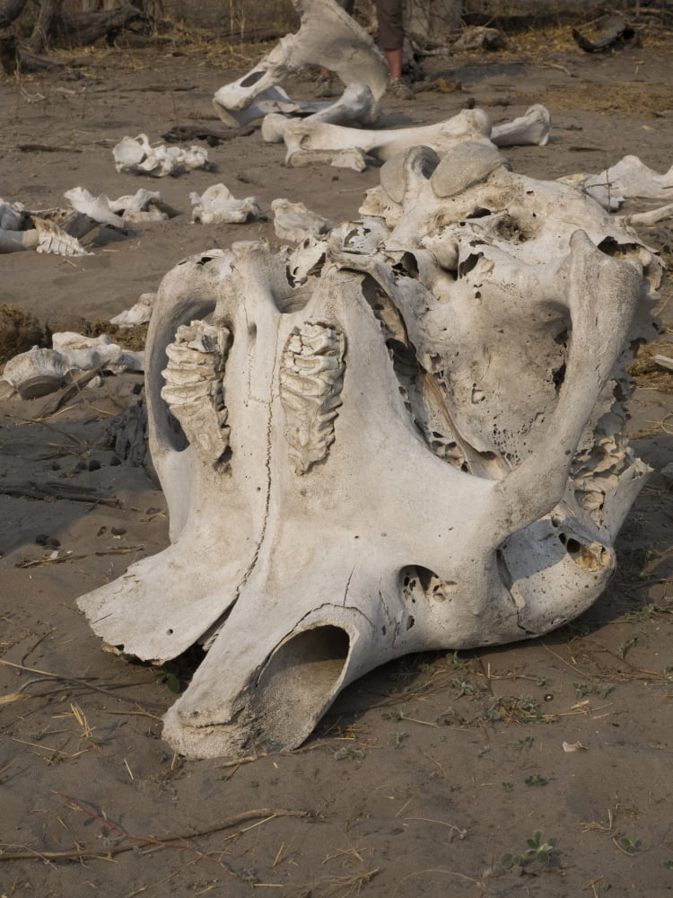 Elephant skull and bones Linyanti Concession Ngamiland Botswana Canvas Art - Panoramic Images (12 x 16)