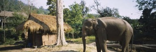 Elephant standing outside a hut in a village Chiang Mai Thailand Canvas Art - Panoramic Images (36 x 12)