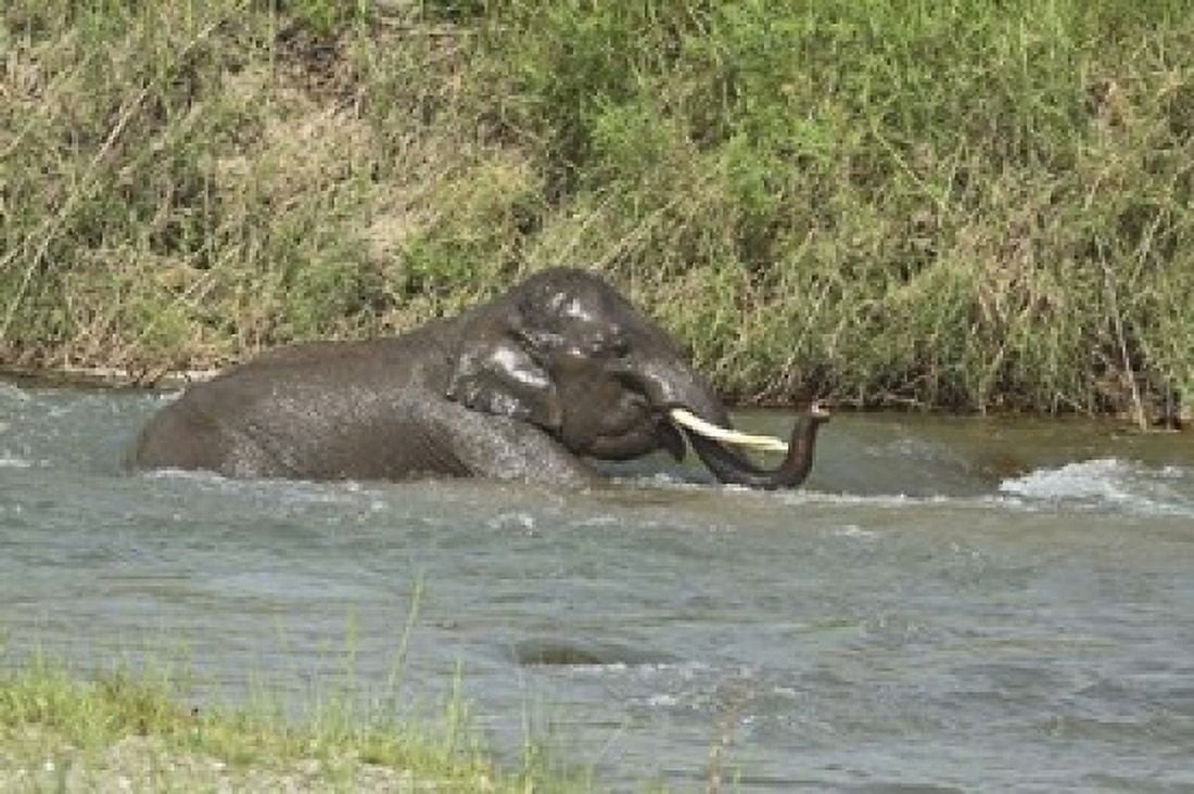 Elephant taking bath Corbett NP Uttaranchal India Canvas Art - Jagdeep Rajput DanitaDelimont (36 x 24)