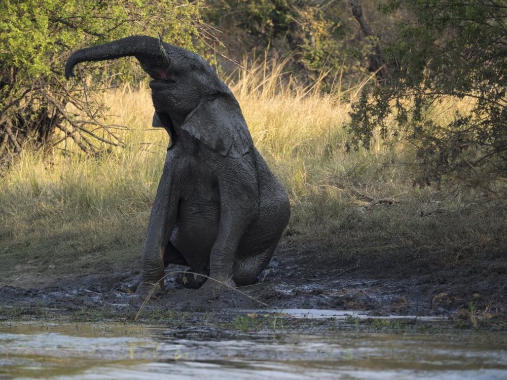 Elephant taking mud bath Zambezi River Livingstone Zambia Canvas Art - Panoramic Images (12 x 16)