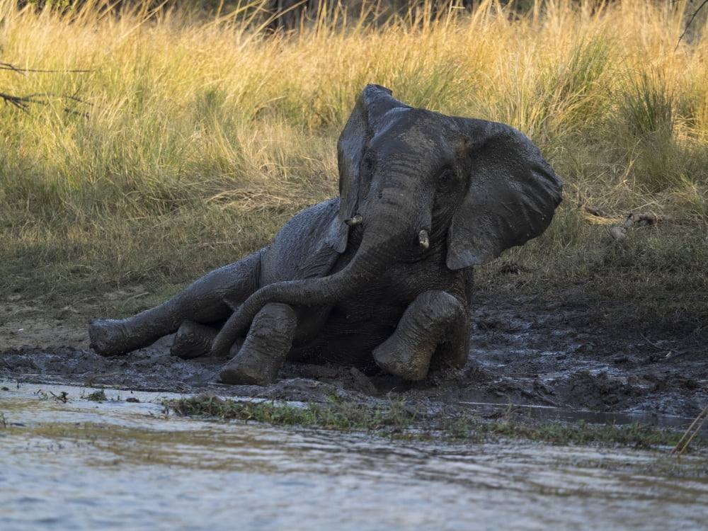 Elephant taking mud bath Zambezi River Livingstone Zambia Canvas Art - Panoramic Images (12 x 16)