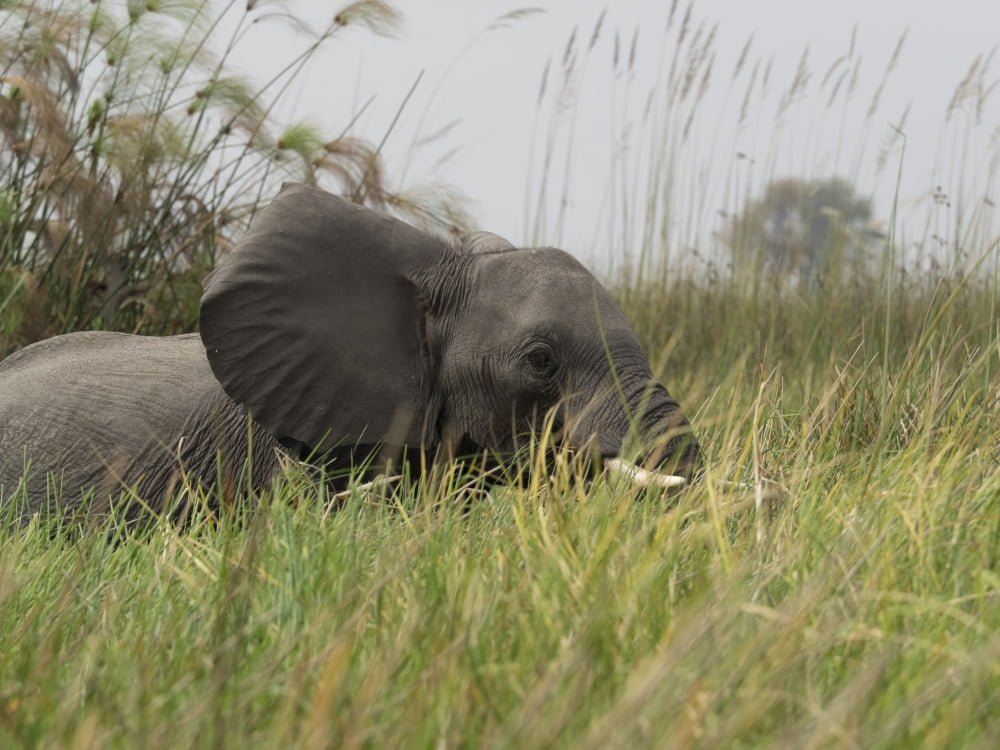 Elephant walking through grass Okavango Delta Ngamiland Botswana Canvas Art - Panoramic Images (12 x 16)