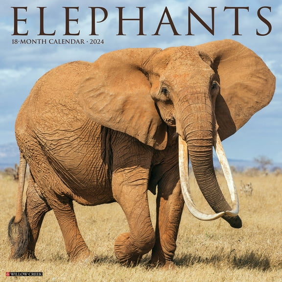 Elephants 2024 12 X 12 Wall Calendar (Other)