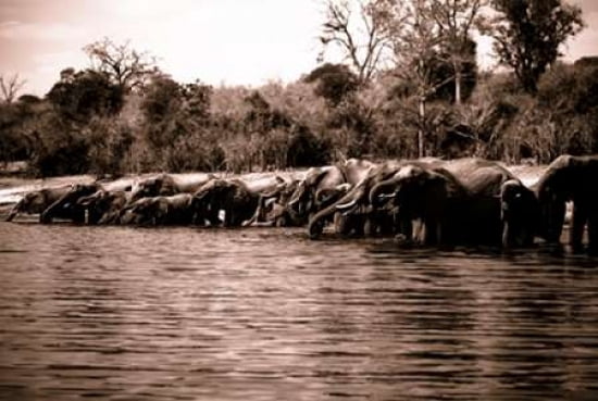 Elephants I Canvas Art - Beth Wold (24 x 36)