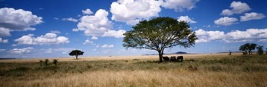 Elephants Kenya Africa Canvas Art - Panoramic Images (36 x 12)