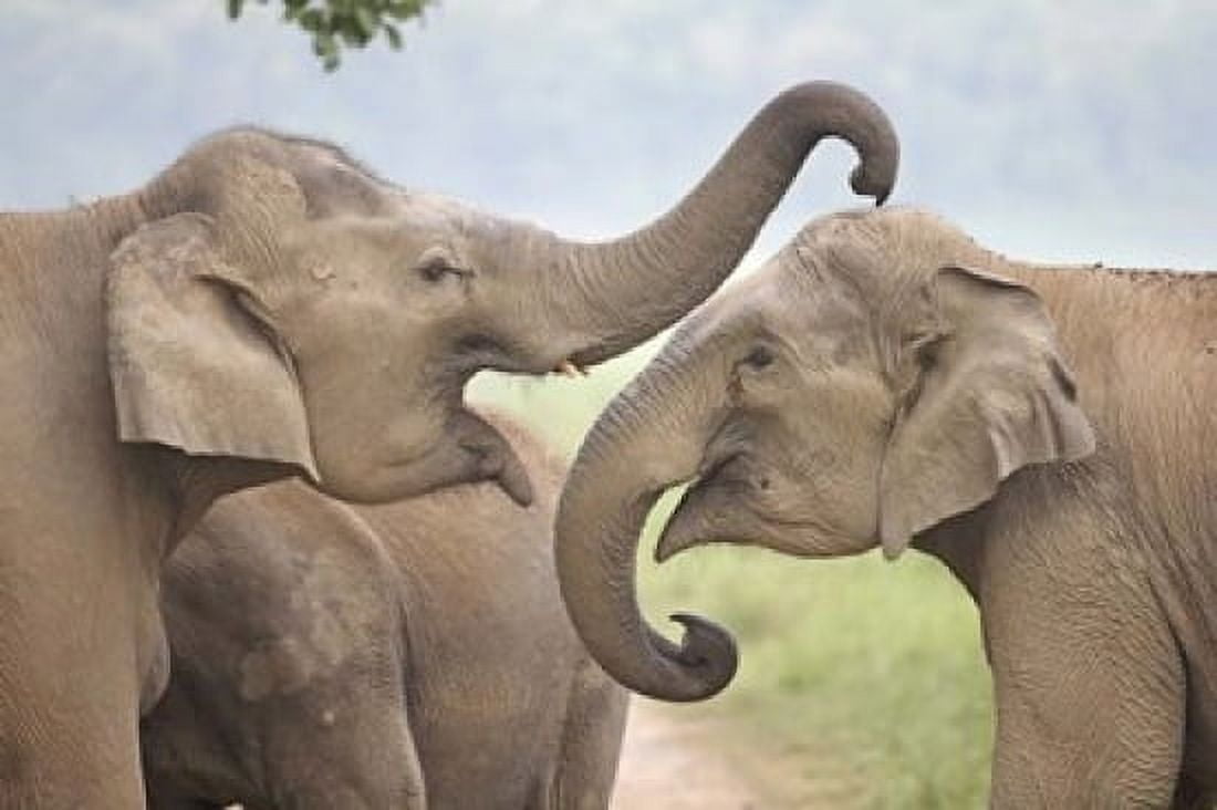 Elephants Play Fighting Corbett National Park Uttaranchal India Canvas Art - Jagdeep Rajput DanitaDelimont (26 x 18)