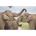 thumbnail image 1 of Elephants Play Fighting, Corbett National Park, Uttaranchal, India Poster Print by Jagdeep Rajput (36 x 24), 1 of 1