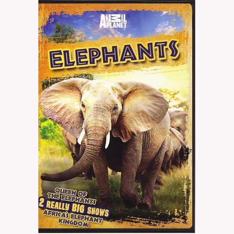 Pre-Owned Elephants: Queen Of The Elephants / Africa's