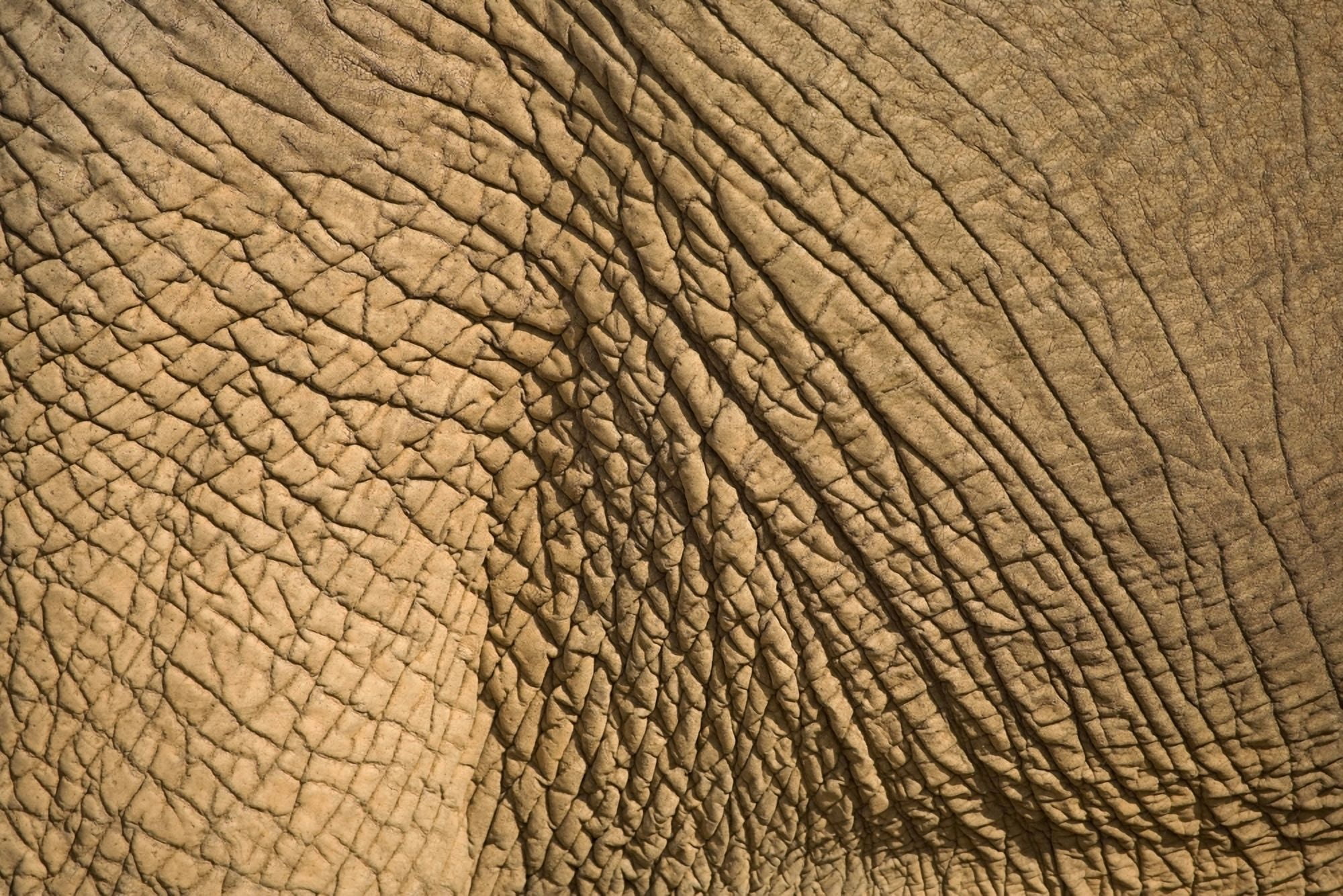 Elephants Skin Canvas Art - Chris Upton Design Pics (18 x 12)