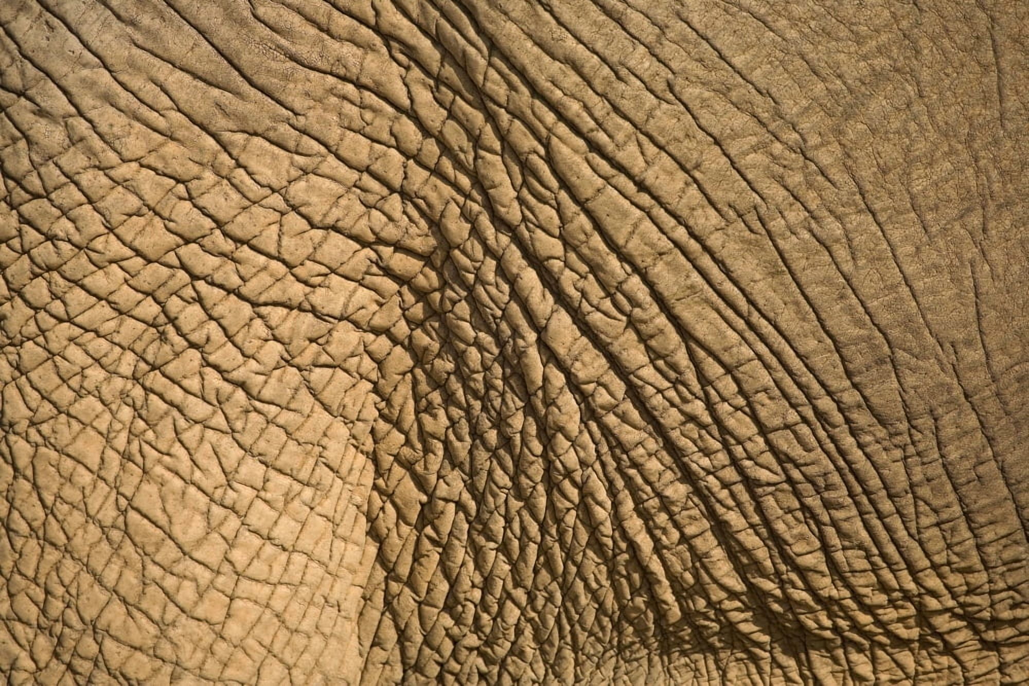 Elephants Skin Canvas Art - Chris Upton Design Pics (36 x 24)