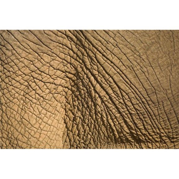 Elephants Skin Poster Print, Large - 36 x 24