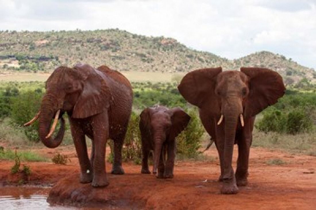 Elephants and baby Tsavo East NP Kenya Canvas Art - Sergio Pitamitz DanitaDelimont (35 x 23)