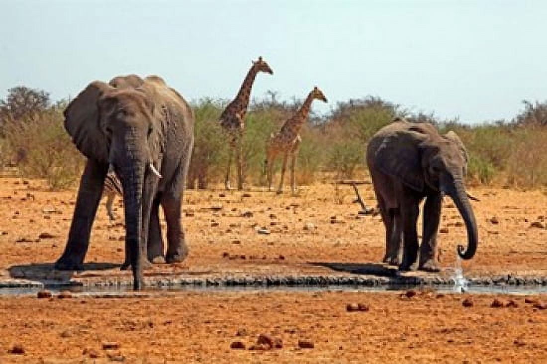 Elephants and giraffes Etosha Namibia Canvas Art - Kymri Wilt DanitaDelimont (38 x 25)