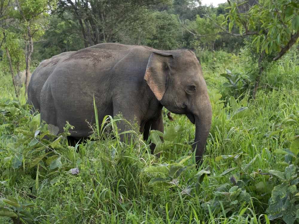 Elephants at Hurulu Eco Park North Central Province Sri Lanka Canvas Art - Panoramic Images (12 x 16)