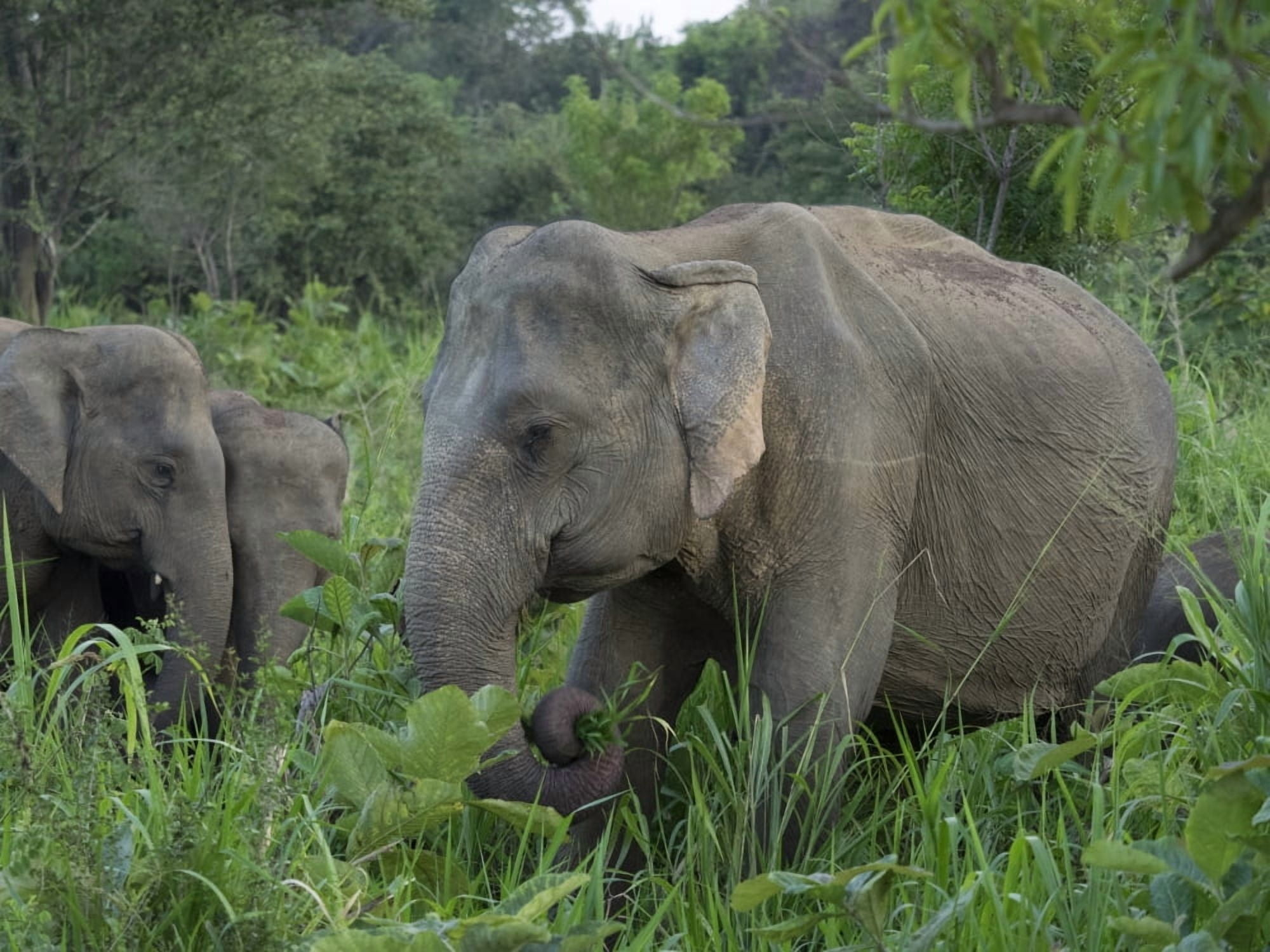 Elephants at Hurulu Eco Park North Central Province Sri Lanka Canvas Art - Panoramic Images (12 x 16)