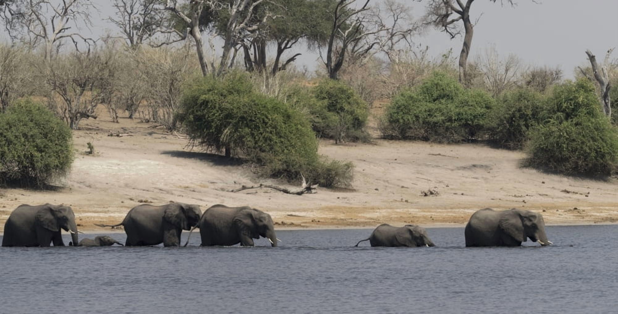 Elephants crossing Chobe River Chobe National Park Kasane Botswana Canvas Art - Panoramic Images (9 x 27)