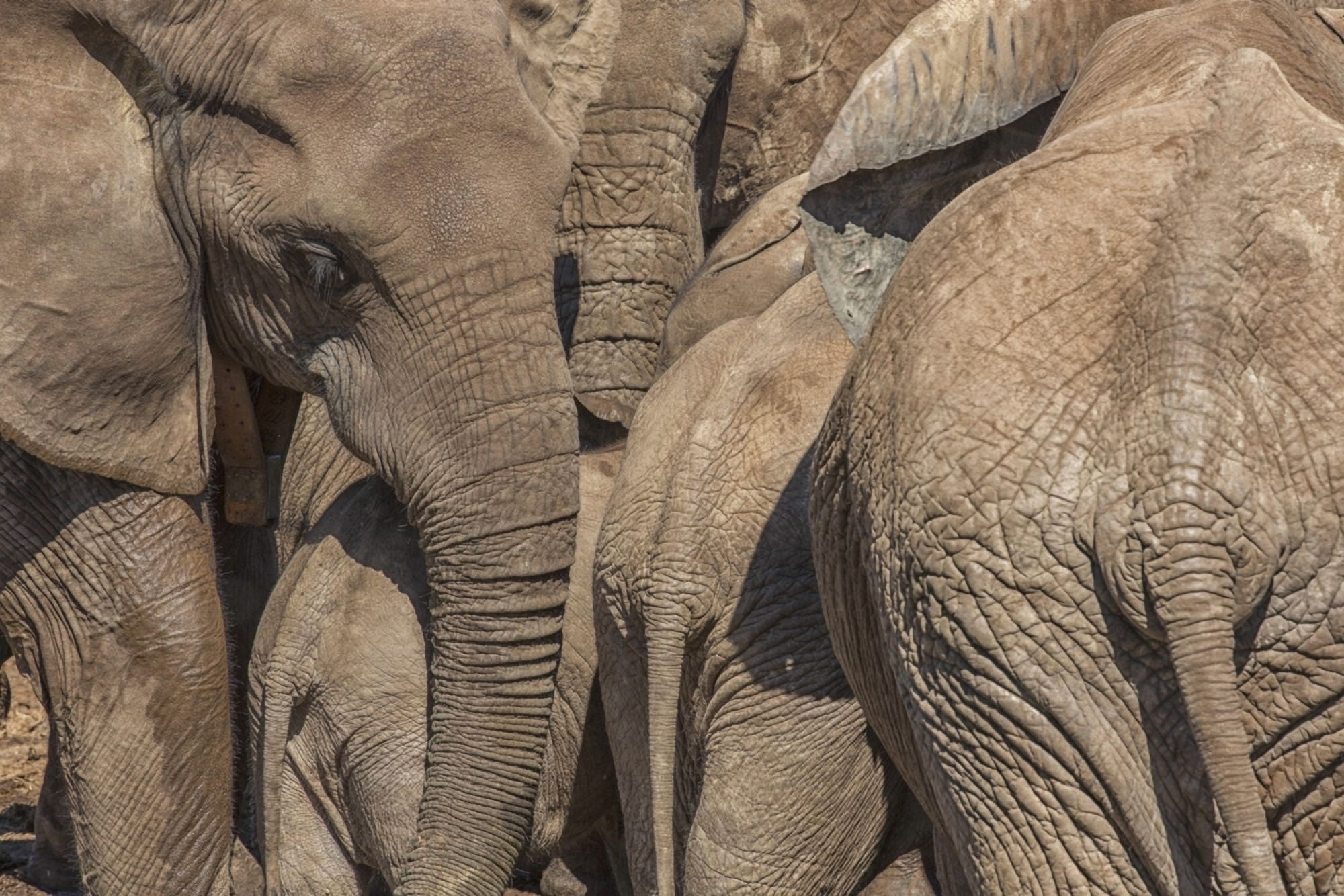 Elephants gather at a watering hole in Addo Elephant National Park South Africa Canvas Art - Robert Postma Design Pics (19 x 12)