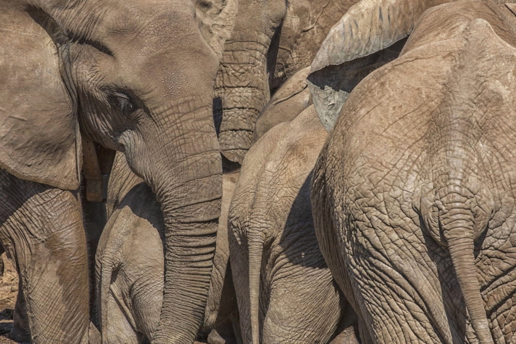 Elephants gather at a watering hole in Addo Elephant National Park South Africa Canvas Art - Robert Postma Design Pics (38 x 24)