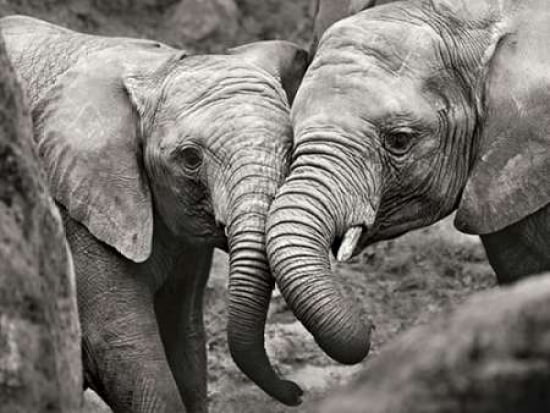 Elephants in Love Canvas Art - Marina Cano (18 x 24)