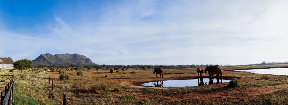 Elephants near a pond in Tsavo East National Park Kenya Canvas Art - Panoramic Images (36 x 12)
