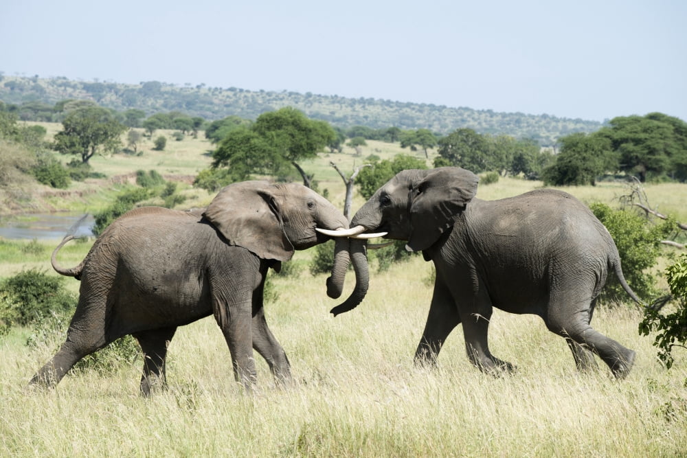 Elephants sparring in Tarangire National Park Tanzania Canvas Art - Kenneth Whitten Design Pics (19 x 12)