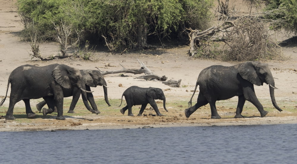 Elephants walking along edge of Chobe River Chobe National Park Kasane Botswana Canvas Art - Panoramic Images (36 x 12)