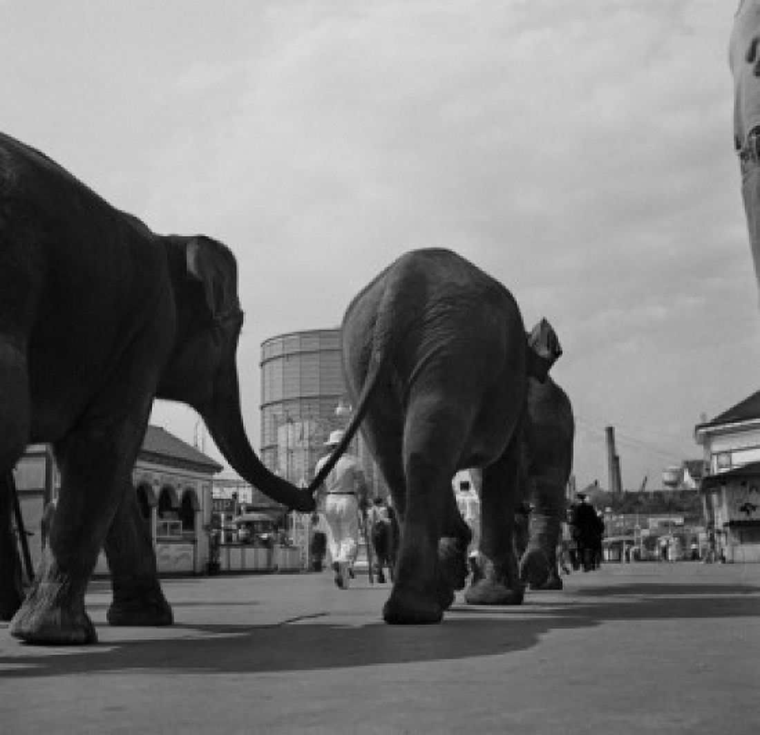 Elephants walking in row Canvas Art - (24 x 36)