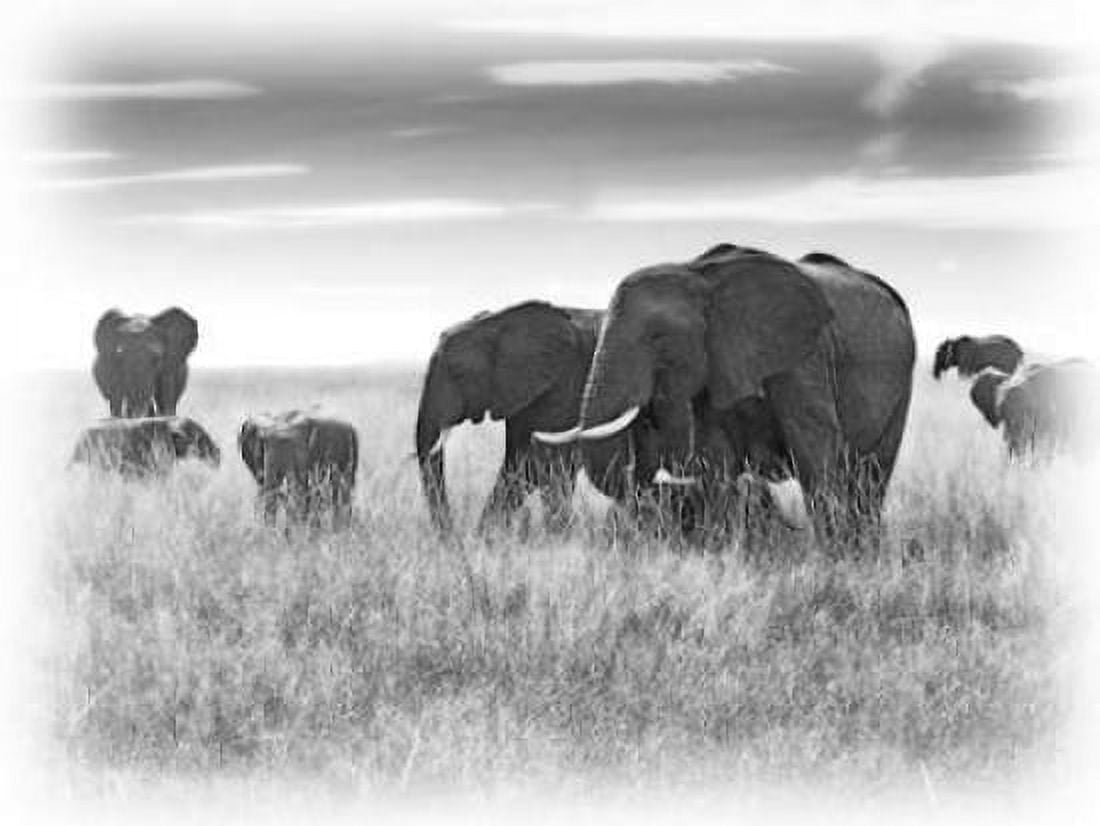 Eles Canvas Art - Sarah Farnsworth (20 x 28)