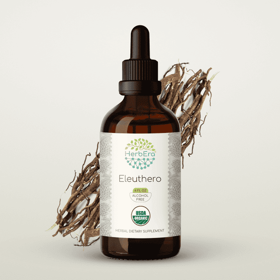 HerbEra Eleuthero Tincture, Organic Herbal Dietary Supplement for Energy Support, Certified Organic Eleuthero (Eleutherococcus senticosus, Siberian Ginseng) Dried Root, Natural, Alcohol-Free, 4 oz