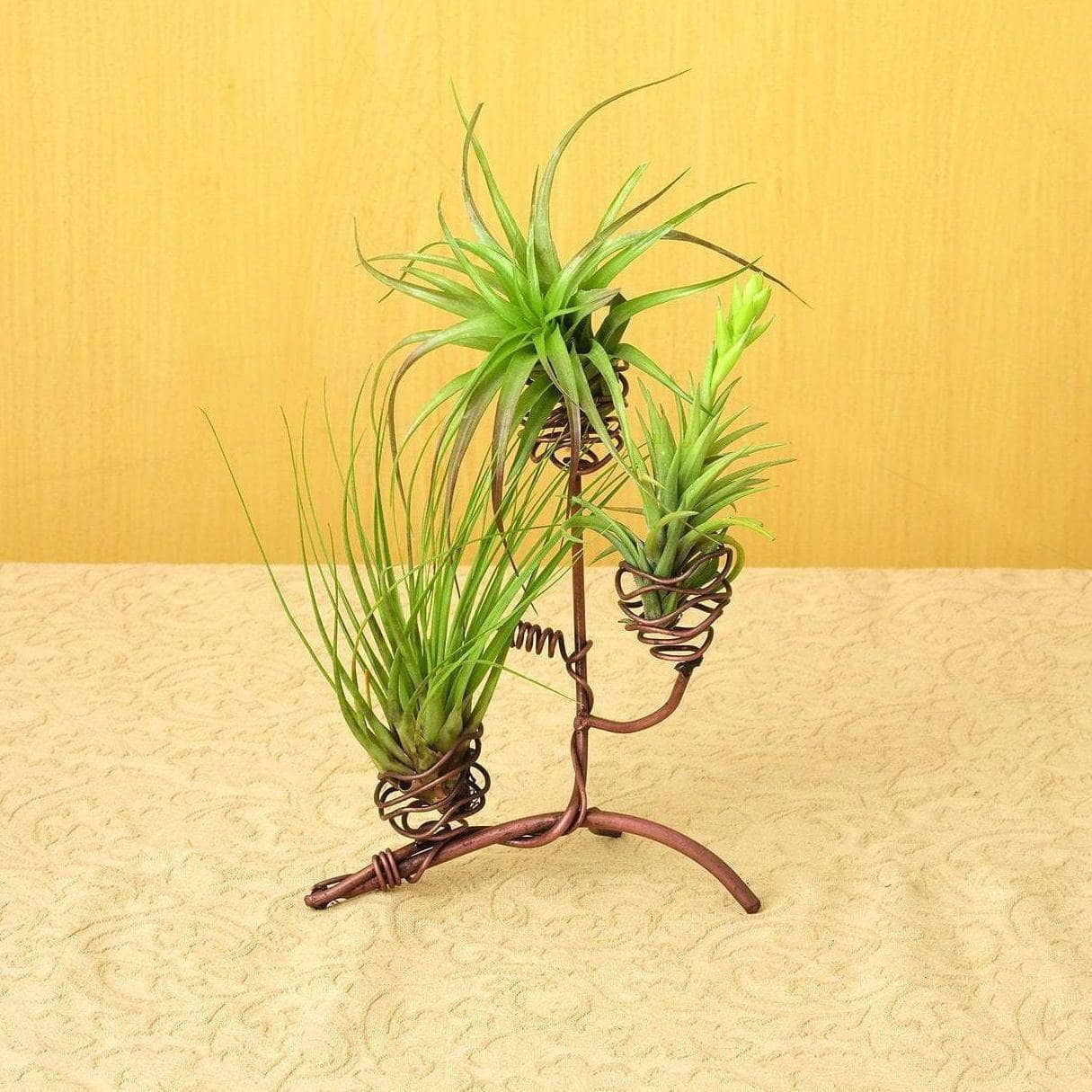 Handcrafted Triple Air Plant Holder with Flamed Finish
