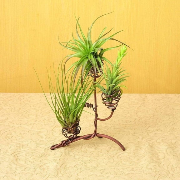 Elevated Triple Air Plant Holder
