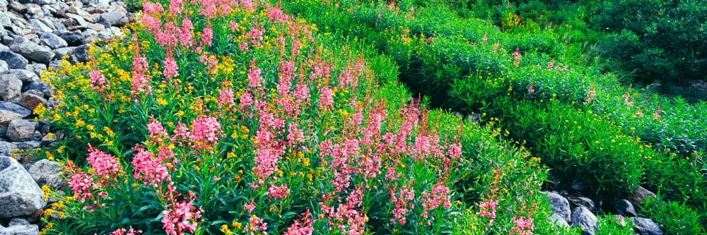 Elevated view of Fireweed (Chamerion angustifolium) flowers Garnet Canyon Grand Teton National Park Wyoming USA Canvas Art - Panoramic Images (6 x 18)