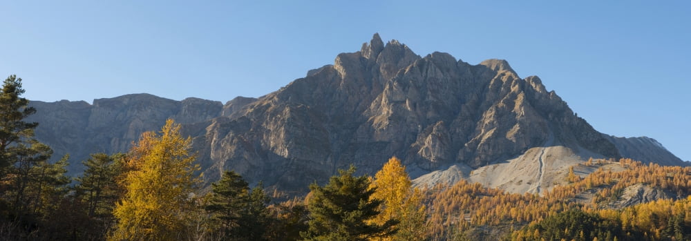 Elevated view of Larch trees on mountains French Riviera Hinterland Alpes-de-Haute-Provence Provence-Alpes-Cote dAzur France Canvas Art - Panoramic Images (12 x 36)