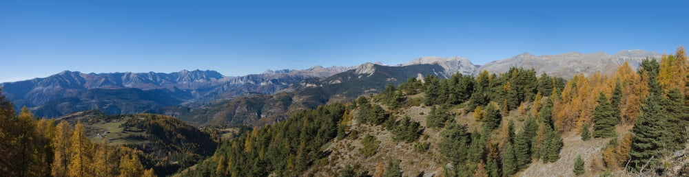 Elevated view of Larch trees on mountains French Riviera Hinterland Alpes-de-Haute-Provence Provence-Alpes-Cote dAzur France Canvas Art - Panoramic Images (31 x 8)
