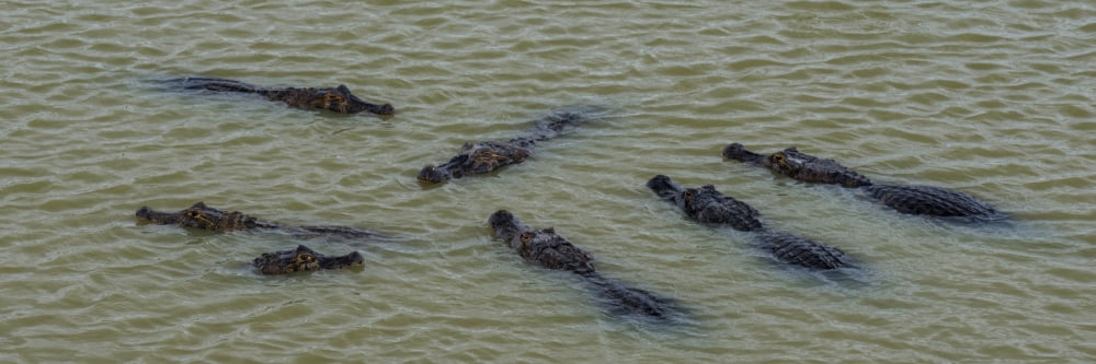 Elevated view of Yacare Caimans (Caiman yacare) in a river Pantanal Matogrossense National Park Pantanal Wetlands Brazil Canvas Art - Panoramic Images (12 x 36)