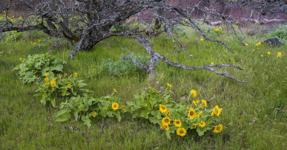 Elevated view of Arrowleaf Balsamroot flowering plant Columbia Hills Oregon USA Canvas Art - Panoramic Images (27 x 9)