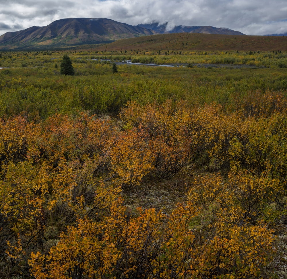 Elevated view of Dwarf Birch (Betula nana) Willow and Spruce trees in autumn Denali National Park Alaska USA Canvas Art - Panoramic Images (24 x 24)