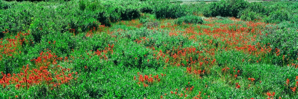 Elevated view of Indian Paintbrush flowers Grand Teton National Park Wyoming USA Canvas Art - Panoramic Images (12 x 36)