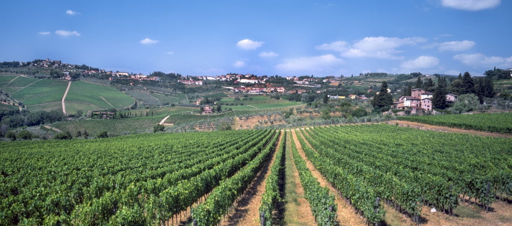 Elevated view of a vineyard La Castellina Tuscany Italy Canvas Art - Panoramic Images (27 x 9)