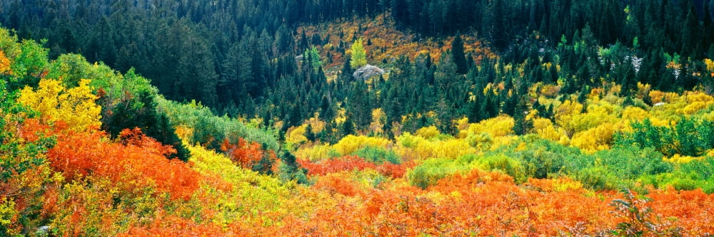 Elevated view of autumn trees Cascade Canyon Grand Teton National Park Wyoming USA Canvas Art - Panoramic Images (12 x 36)