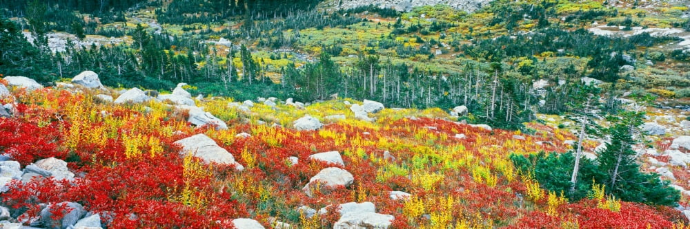 Elevated view of autumn trees North Fork Cascade Canyon Grand Teton National Park Wyoming USA Canvas Art - Panoramic Images (6 x 18)