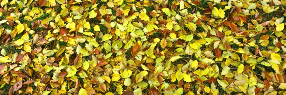 Elevated view of fallen leaves San Diego San Diego County California USA Canvas Art - Panoramic Images (36 x 12)