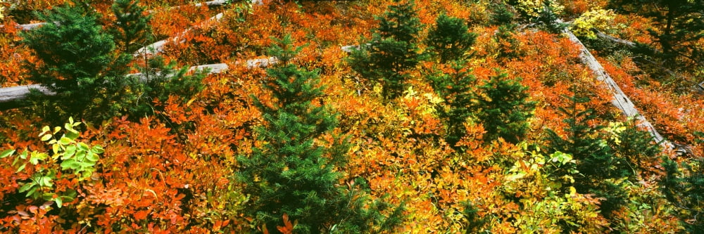 Elevated view of fallen trees in a forest Taggart Lake Grand Teton National Park Wyoming USA Canvas Art - Panoramic Images (12 x 36)
