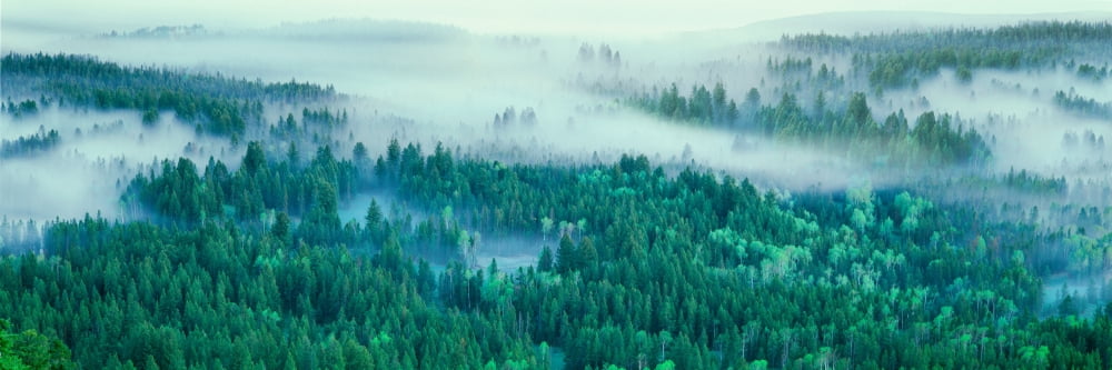 Elevated view of fog over a forest Grand Teton National Park Wyoming USA Canvas Art - Panoramic Images (6 x 18)