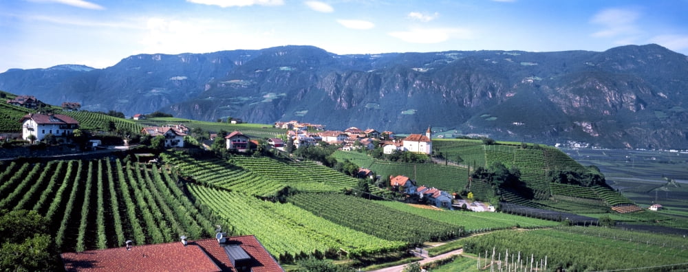 Elevated view of houses and vineyard Missiano Bolzano Province Italy Canvas Art - Panoramic Images (36 x 12)