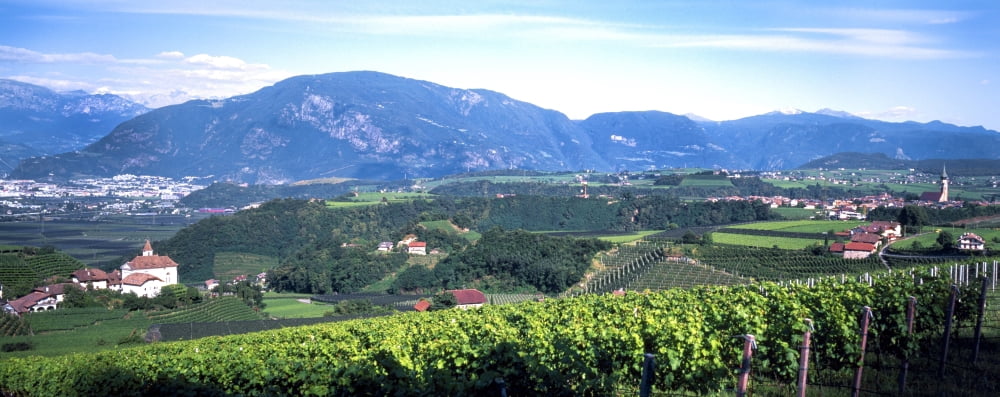 Elevated view of houses and vineyard Missiano Bolzano Province Italy Canvas Art - Panoramic Images (36 x 12)