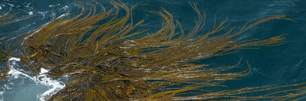 Elevated view of kelp bed Falkland Islands Canvas Art - Panoramic Images (12 x 36)