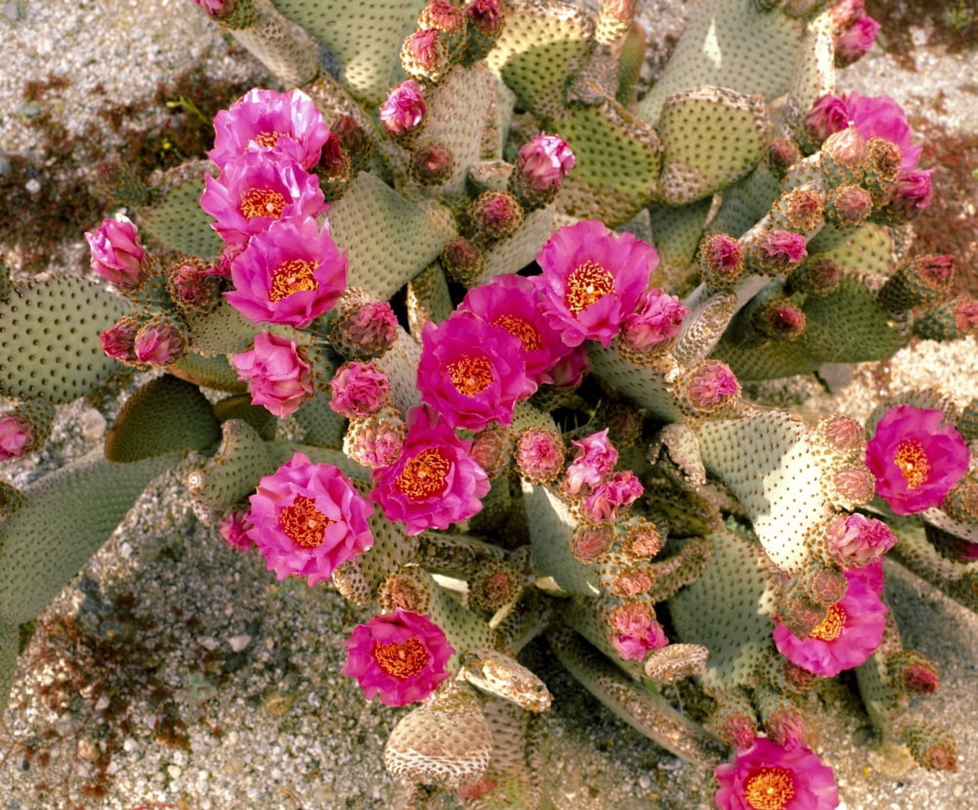Elevated view of pink Beavertail cactus Canvas Art - Panoramic Images (12 x 36)