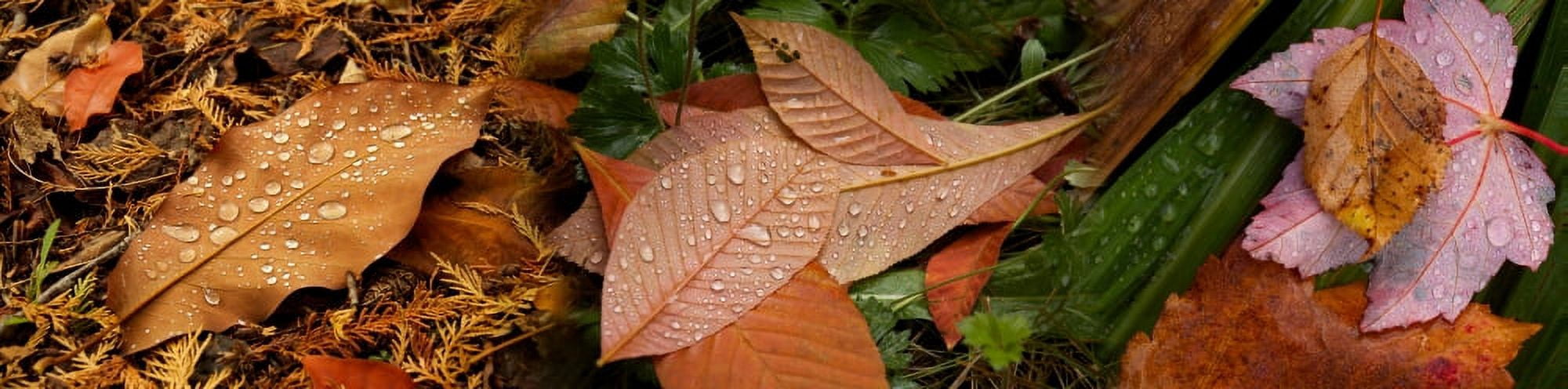 Elevated view of raindrops on leaves Canvas Art - Panoramic Images (27 x 9)